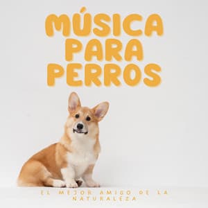 Música para Perros: El Mejor Amigo de la Naturaleza - Laboratorio de la Naturaleza