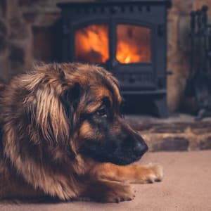 Pet-Friendly Fire Tunes: Music Mix - Retrosoft