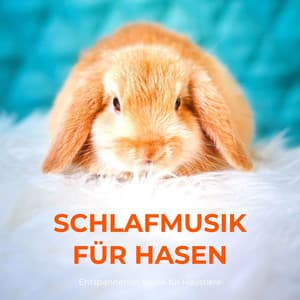 Schlafmusik für hasen: entspannende Musik für Haustiere - Entspannungsmusik Schlafmusik