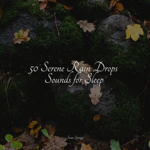 50 Serene Rain Drops Sounds for Sleep - Naturaleza Sonidos