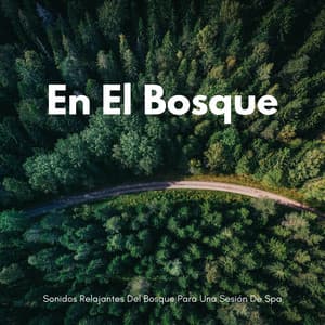 En El Bosque: Sonidos Relajantes Del Bosque Para Una Sesión De Spa - Naturaleza registrada