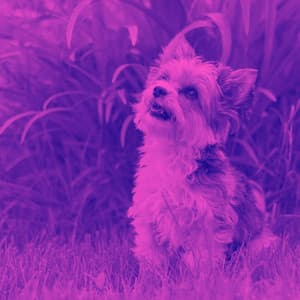 Lively Music for Puppy Day Dreaming - Jazz Quintet - Sleepy Dogs