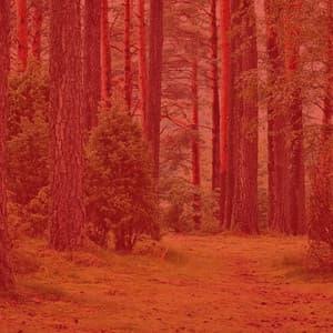 Backdrop for REM Sleep - Nature Atmospheres