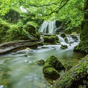 Soothing & Inner Peace - Soothing Friends