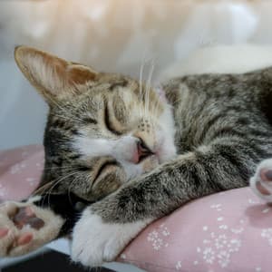 Catnap Chronicles: Lofi Dreams of Whiskered Charm - Cat Songs