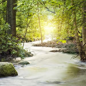 Small Water Streams - The Relaxing Sounds of Swedish Nature