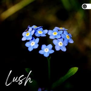 Lush - Weather and Nature Recordings