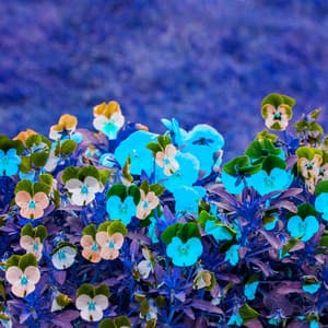 Music for Courageous Days - Jazz Quintet - Hotel Lobby Jazz Group