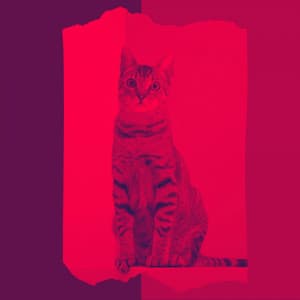 Scintillating Latin Trumpet - Background for Calm and Relaxing Kittens - Music for Resting Cats