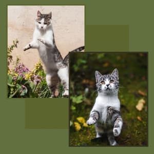 Acoustic Smooth Jazz Guitar - Ambiance for Morning Cat Food - Soothing Cat Music