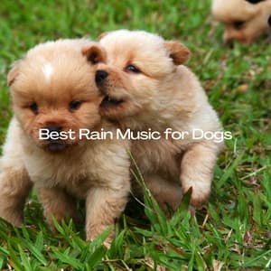 Best Rain Music for Dogs - Nature Noises