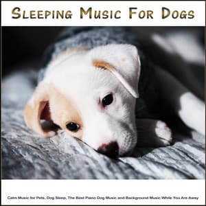 Sleeping Music for Dogs: Calm Music for Pets, Dog Sleep, The Best Piano Dog Music and Background - Sleeping Music For Dogs