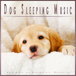 Dog Sleeping Music: Calm Music for Dog Anxiety, Relaxation - Dog Music