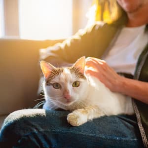 Música De Orquesta Feline: Melodías Juguetonas Para Gatos - Jose Garcia