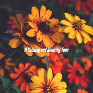 A Calming and Relaxing Tune - New York City Jazz Club