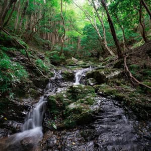 Quiet Forest Stream - Aqua Sound