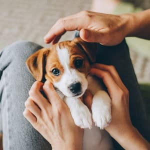 Soft Sounds for Dog Relaxation - Happy Music for Retail Stores