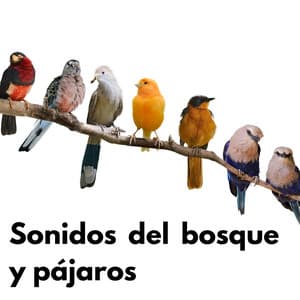Sonidos del bosque y pájaros - Sonidos Naturales del Pajaro