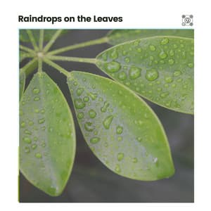Raindrops on the Leaves - Natural Rain Sounds for Sleeping