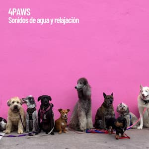 4Paws: Sonidos de agua y relajación - Cat Music