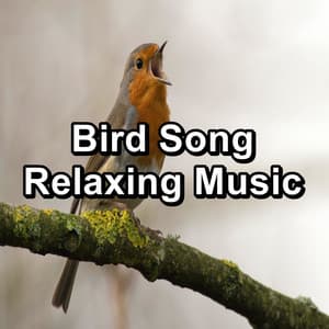 Bird Song Relaxing Music - Nature Bird Sounds