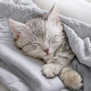 Tiempo Silencioso Para Gatos: Melodías Relajantes - Segundo desayuno