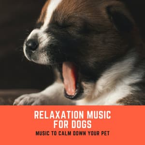 Relaxation Music for Dogs – Music to Calm Down Your Pet - Dog Whisper