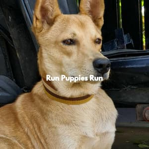 Run Puppies Run - Classic Jazz Chill