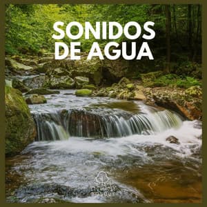 Sonidos de Agua - Lluvia Del Bosque