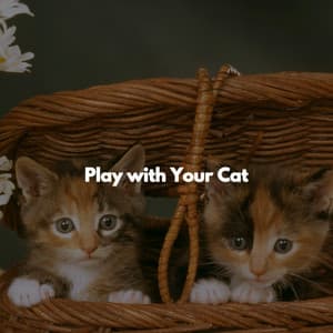 Play with Your Cat - Fine Dining Playlist