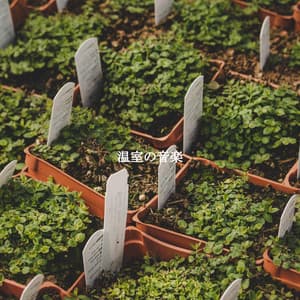 温室の音楽 - Paolo Igor Mendoza Bossa Nova