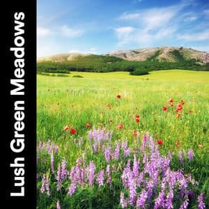 Lush Green Meadows - The Forest Escape