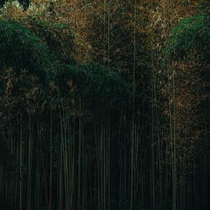 40 Ambient Nature Sounds: Rainforest Meditation - Baltic Nature Sounds