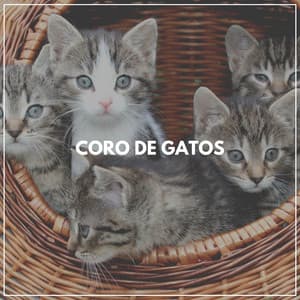 Coro de Gatos - Musica para Gatos