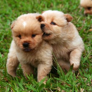 Jazz Violin - Ambiance for Doggy Horizons - Good Dog Music