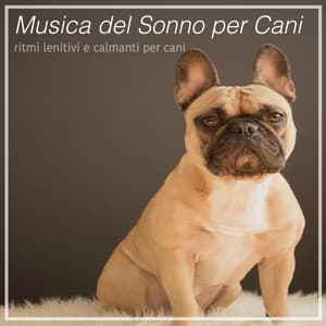 Musica del Sonno per Cani - ritmi lenitivi e calmanti per cani - Relaxmydog