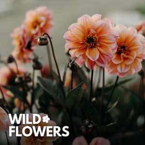 Wild Flowers - The Forest Escape