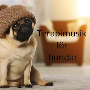 Terapimusik för hundar: Solfeggio-frekvenser för att lugna ditt husdjur - Hundmusik!