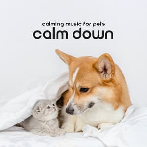 Calming Music for Pets: Calm Down Your Little Friends - Deep Sleep Moonlight Academy