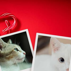 Leopard Cats - Joyful - Calm Cat Music