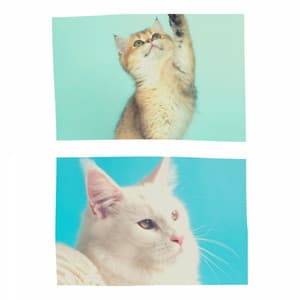 Music for Evening Cat Strolls - Music for Resting Cats