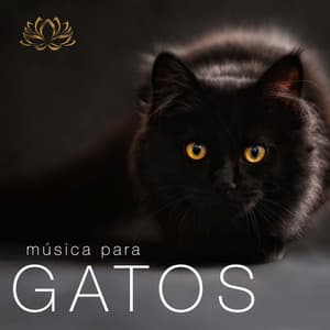 Musica para Gatos - Auto-hipnosis