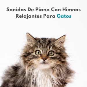 Sonidos De Piano Con Himnos Relajantes Para Gatos - Relajante Universo de Música de Piano