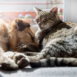 Pet Nap Symphony: Crystal Singing Bowl Tail Wags - Infinity Sounds