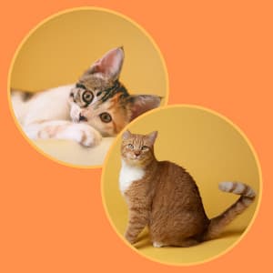 Scintillating Ambiance for Cute Cat - Calm Cat Music