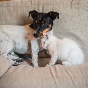 Pet Rain Serenade: The Piano's Soothing Harmony - Pet Music World