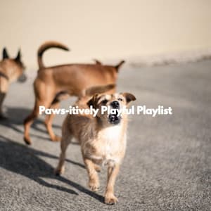 Paws-itively Playful Playlist - Instrumental Study Music