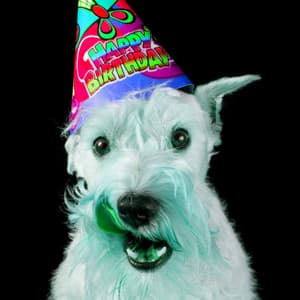 Alto Sax Solo - Music for Vet Trips - Doggy Relaxing Sounds