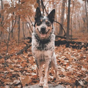 Refined Jazz Violin - Ambiance for Midsummer Pups - Dog Music Radio