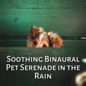 Soothing Binaural Pet Serenade in the Rain - Afternoon Chill Out Playlist